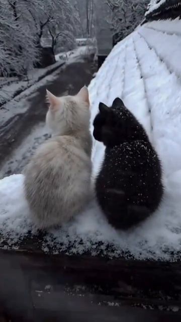 милые котята в зимнюю погоду 🌹❤️😺