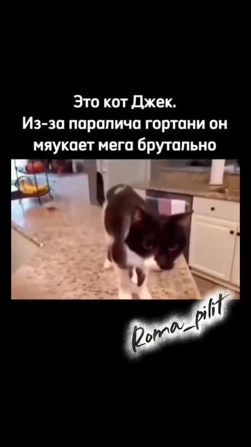 #джек #мяу #кот #животные #брутально