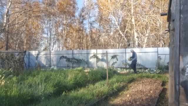 уборка капусты. сбор урожая в теплице