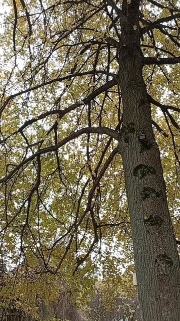 Музыка осени.