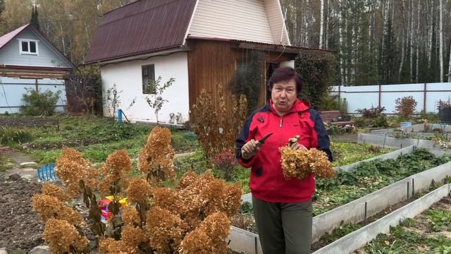 РАБОТЫ ОСЕНИ С ГОРТЕНЗИЕЙ И КЛЕМАТИСАМИ