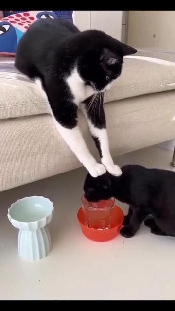 Я сказала - пей воду😺😄🤗