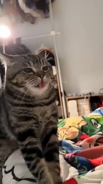 Смешные котики 😁