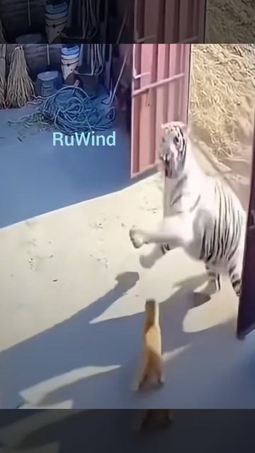 Что за зверь этот 