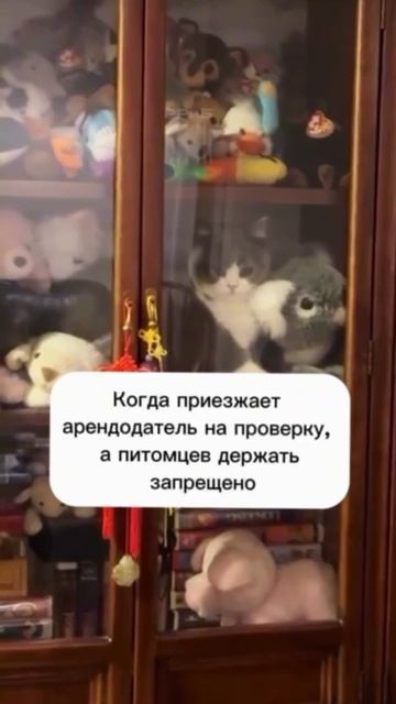 как спрятать кота от арендодателя