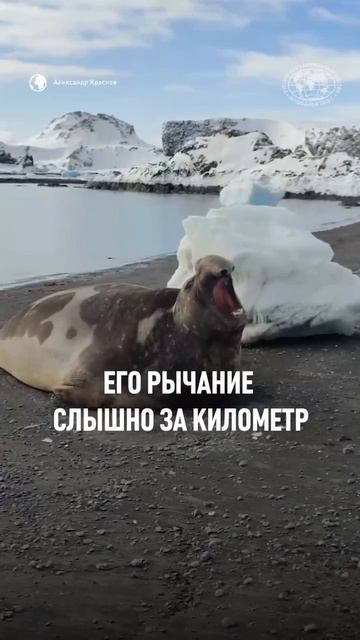 Российский полярник заснял в Антарктиде рычание морского слона. Это самое крупное ластоногое в мире.