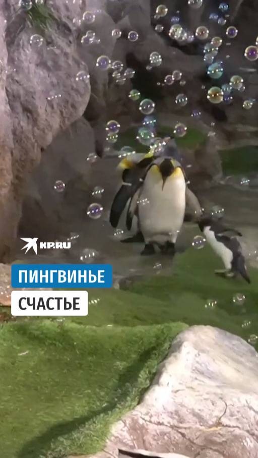 Пингвинье счастье