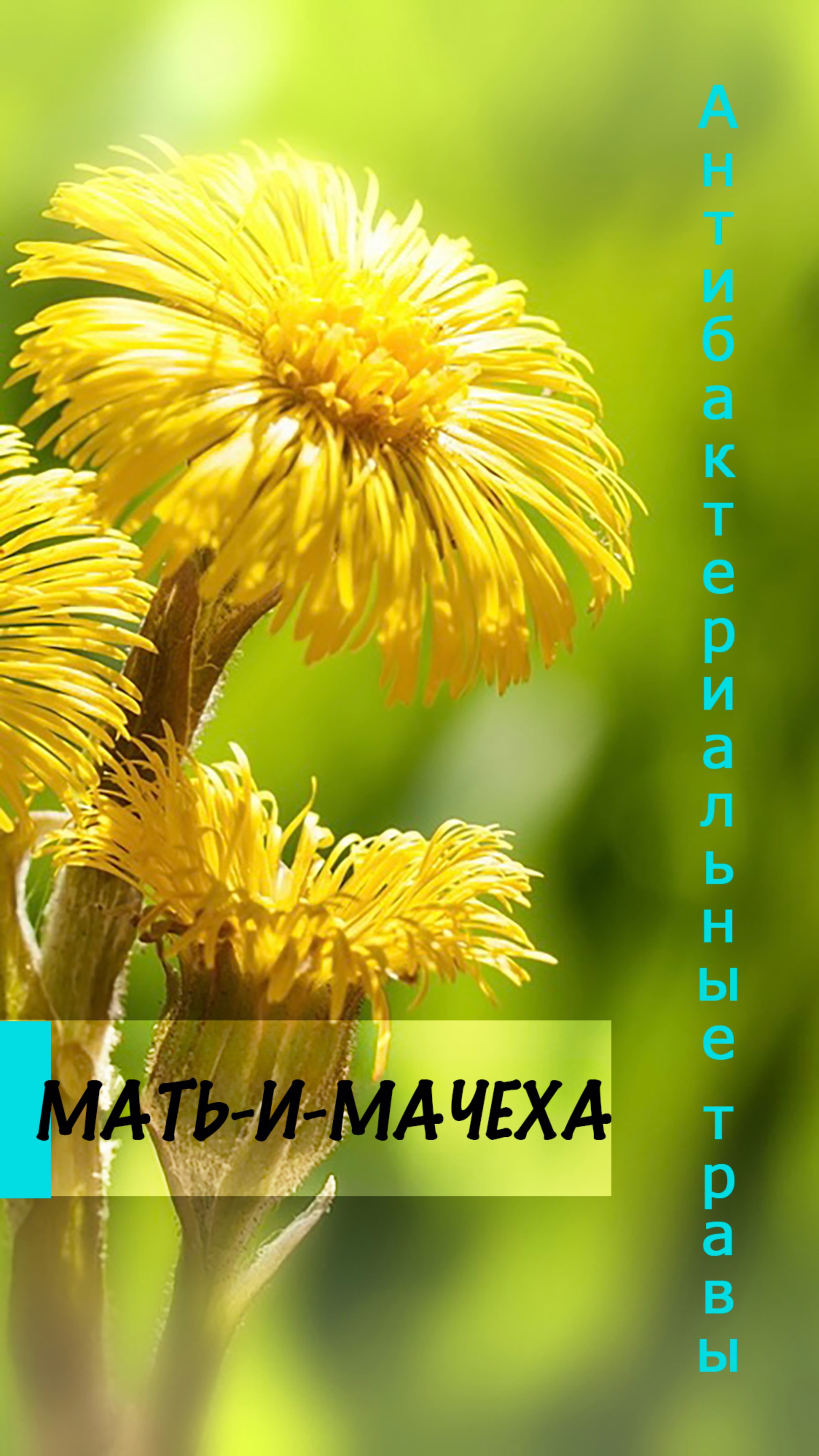 Антибактериальные травы. Мать-и-мачеха
