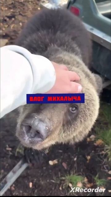 САМЫЙ ВОСПИТАННЫЙ МЕДВЕДЬ НА КАМЧАТКЕ...