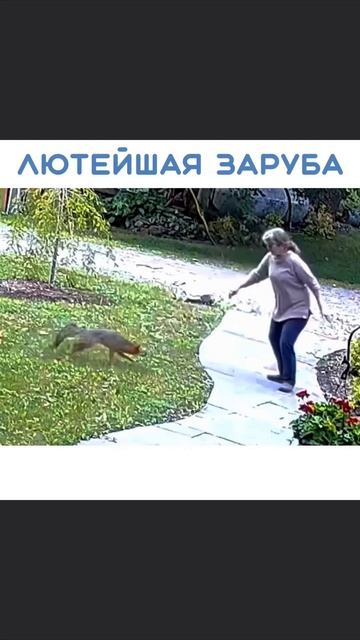 Осторожно, лиса! 🦊🐾 #Лиса #природа