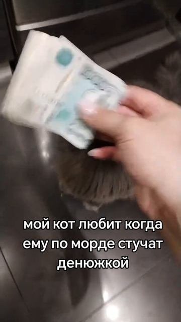 Мой котя любит когда ему по харе стучат денюжкой