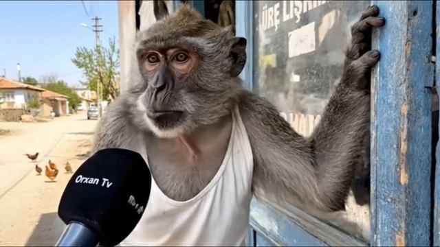 Suni.intelekt.reklam_2025-10-10-23-11-10_1760127070517