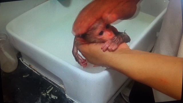 ОБЕЗЬЯНКЕ повезло. Она будет жить в доме       ПОДПИШИСЬ