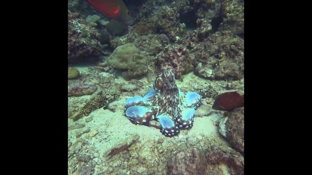 ДАЙВИНГ С ЛЕОПАРДОВОЙ АКУЛОЙ. ДАЙВ САЙТ SHARK POINT