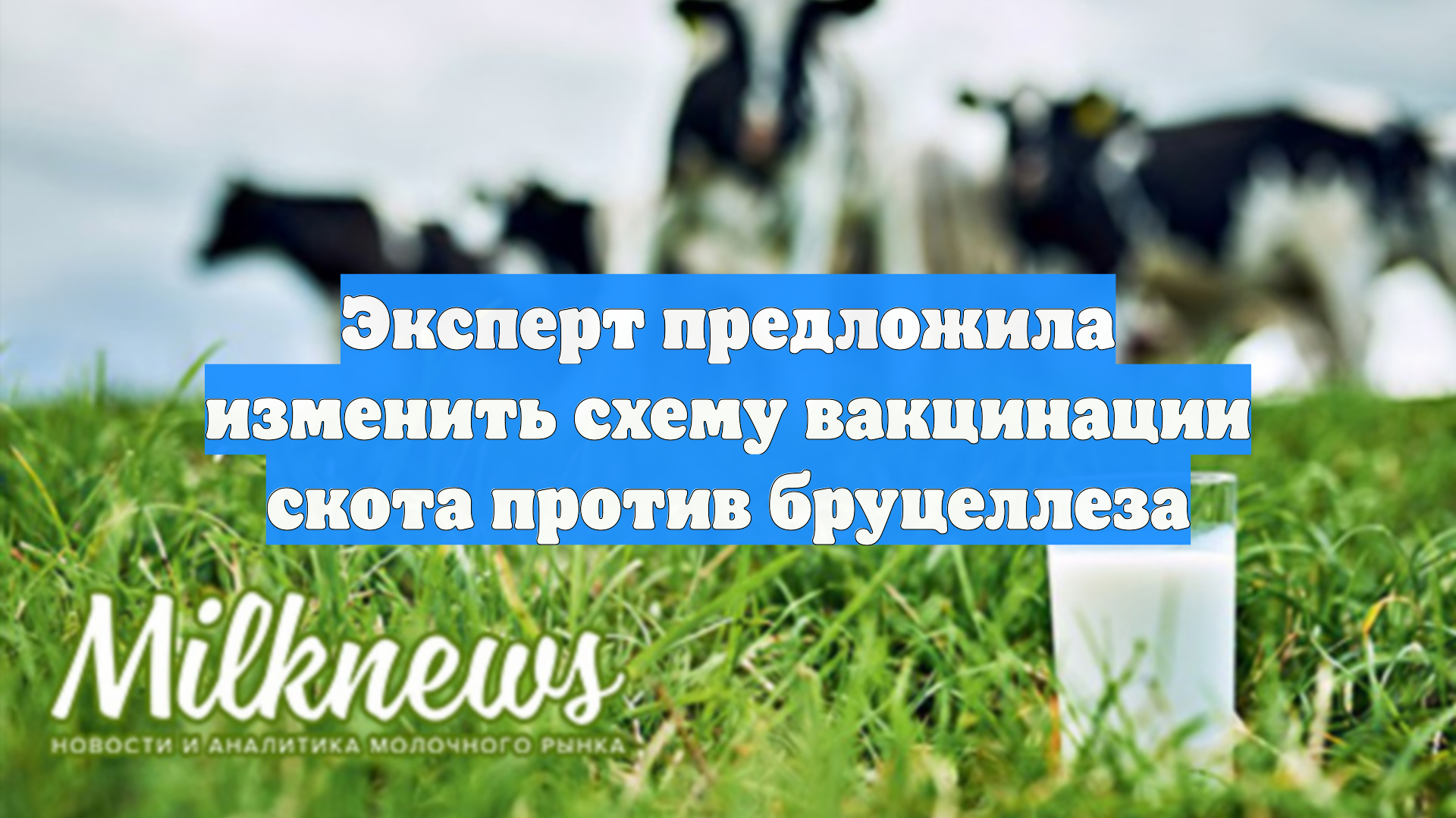 Эксперт предложила изменить схему вакцинации скота против бруцеллеза