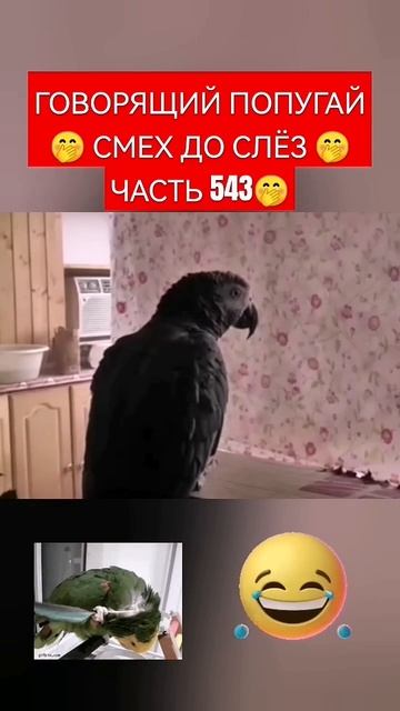 ЭТО ГРИГОРИЙ 🙃 ГОВОРЯЩИЙ ПОПУГАЙ 🙃 СМЕХ ДО СЛЁЗ 79 СЕРИЯ 🤣