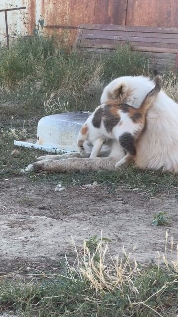 VID_20251010_152525_022.mp4