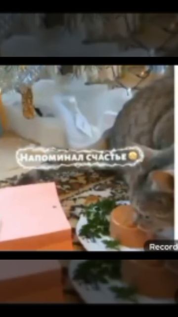 Мурзяшечка....Мы скучаем...