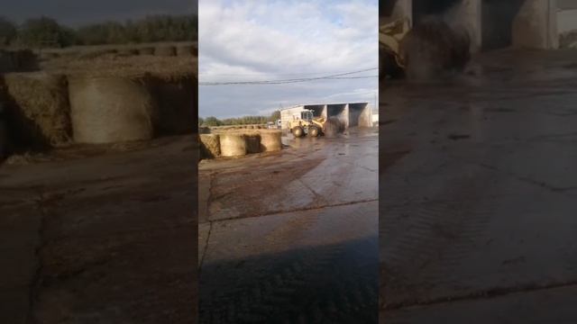 компост для выращивания шампиньонов
