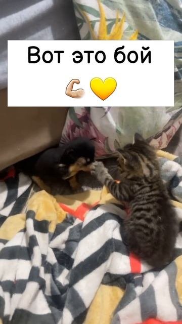 #котики #кошка #киса #домашниеживотные #кошки #пес #собакадругчеловека #собака #собаки #щенок #мимим