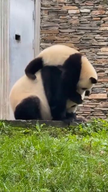 Милые панды 🐼❤️🥰🤩😉