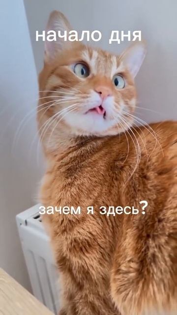Мой рабочий день 😡