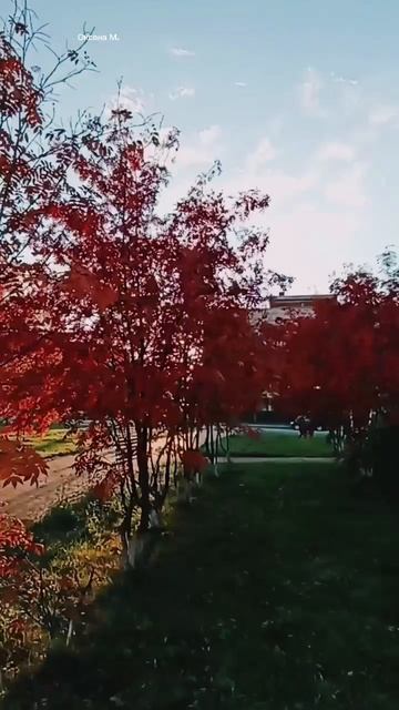 Красные рябины