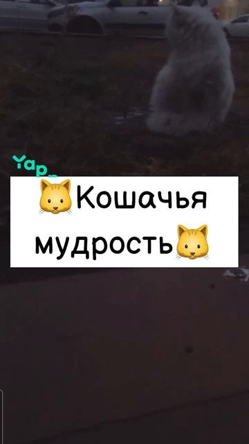 #котики #кошка #киса #домашниеживотные #кошки #пес #собакадругчеловека #собака #собаки #щенок #мимим
