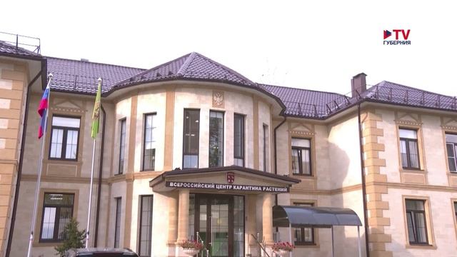 Воронеж захватывает борщевик-гигант?