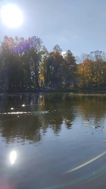 Утки