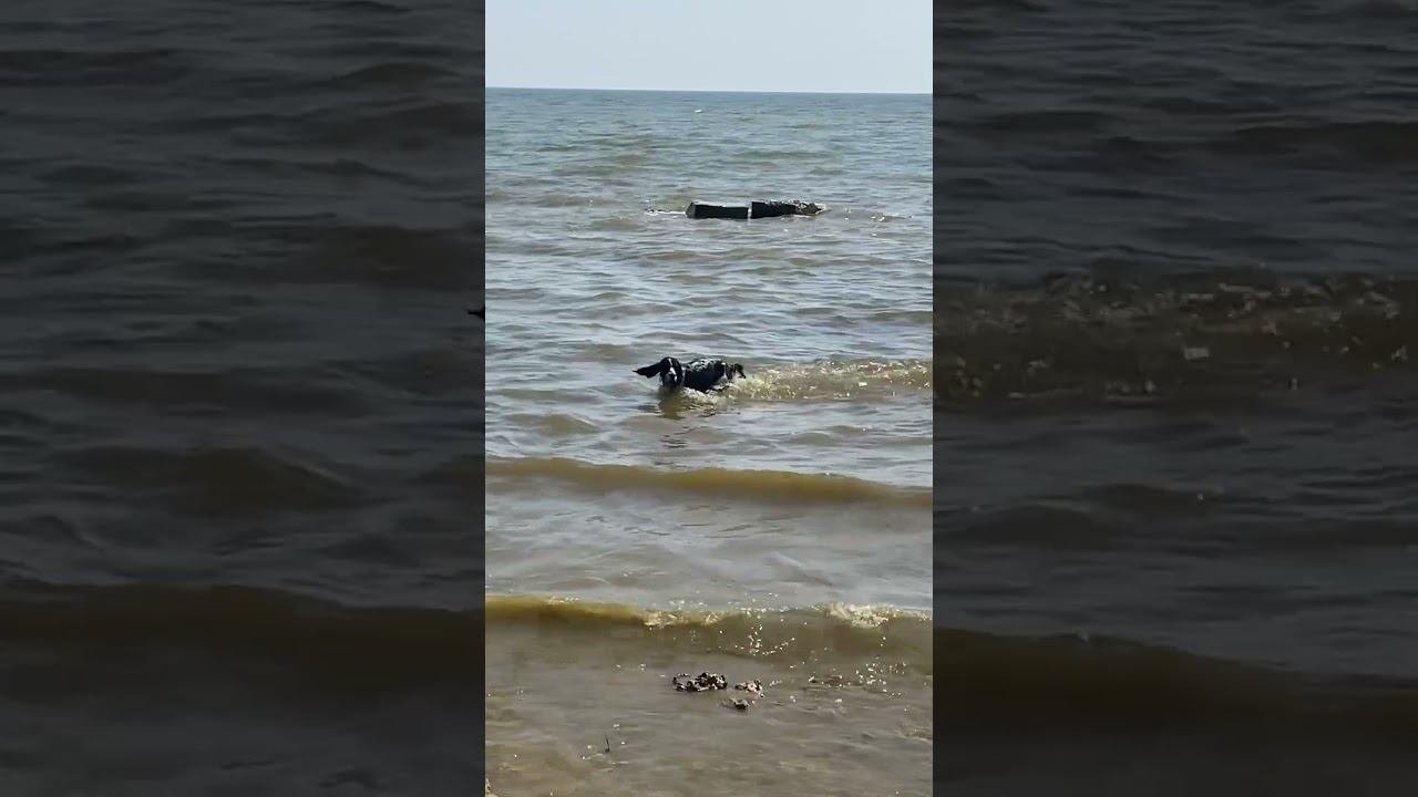 Собачка и море #shots #dog