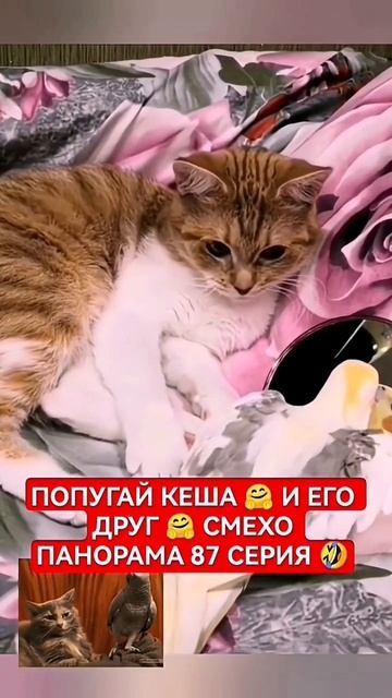 🐱🐈 КОШКА И ПОПУГАЙ 🙃 ЛУЧШИЕ ДРУЗЬЯ 🙃СМЕХ ДО 124 СЕРИЯ
