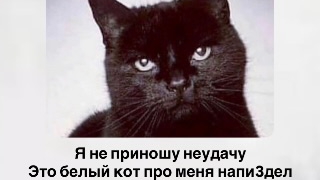 угарное видео про кота🤣🤣