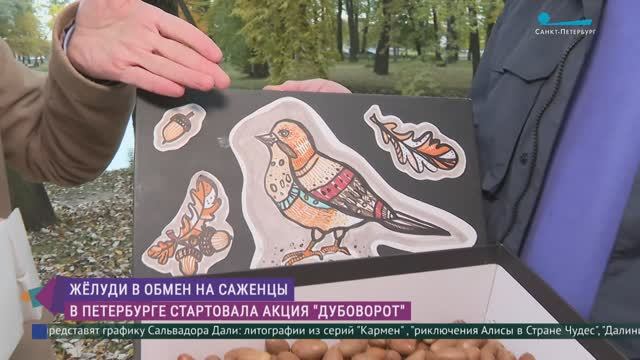 «Дубоворот»: как и где в Петербурге можно обменять» жёлуди на саженцы