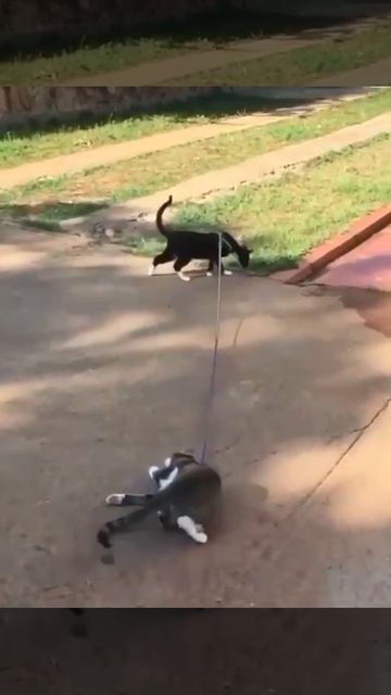 Кошка выгуливает кота