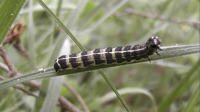 ГУСЕНИЦЫ: Orthosia cruda (Совка Ранняя Жёлто-Серая) 2-я версия