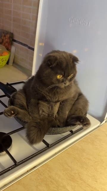 Да нет, точно не он 🎄😉😻