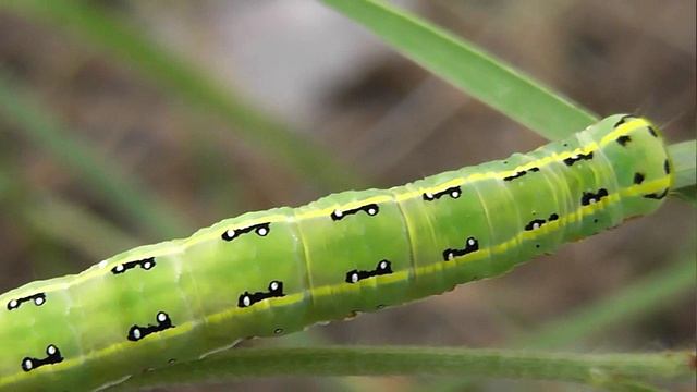 ГУСЕНИЦЫ: Xylena exsoleta (Совка Длиннокрылая)