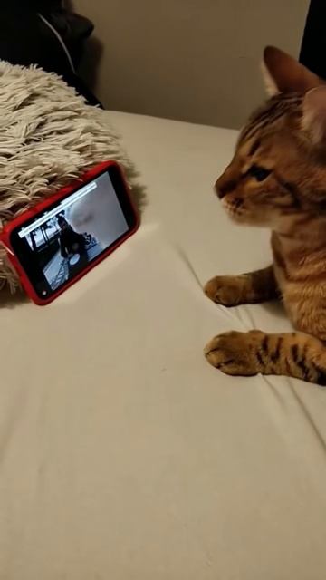 Плазма для кота Подборка