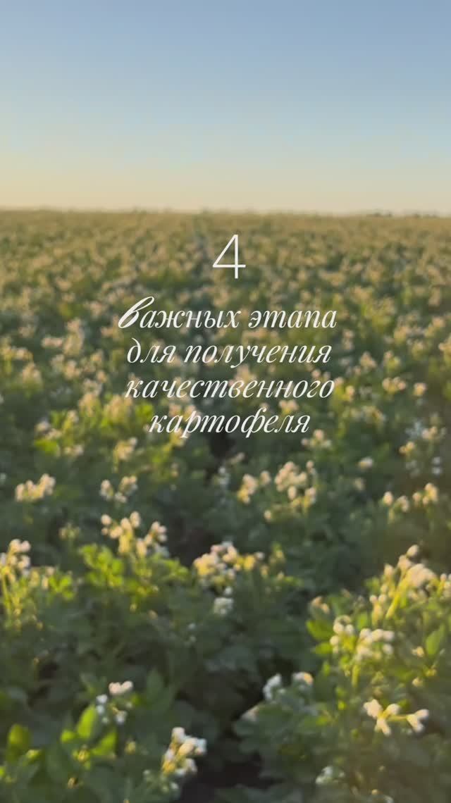 4 шага, чтобы получить крупный и крепкий картофель