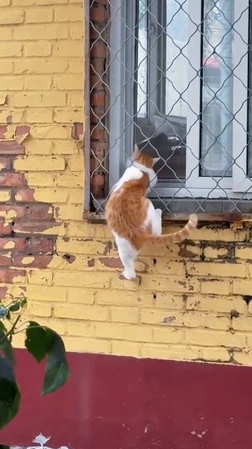 Кот лезет в окно (р)