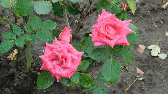 09=10=2025 ник ПВН (78)