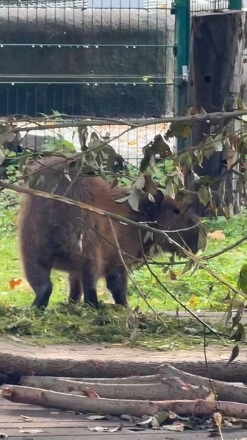 Невозмутимый зверь