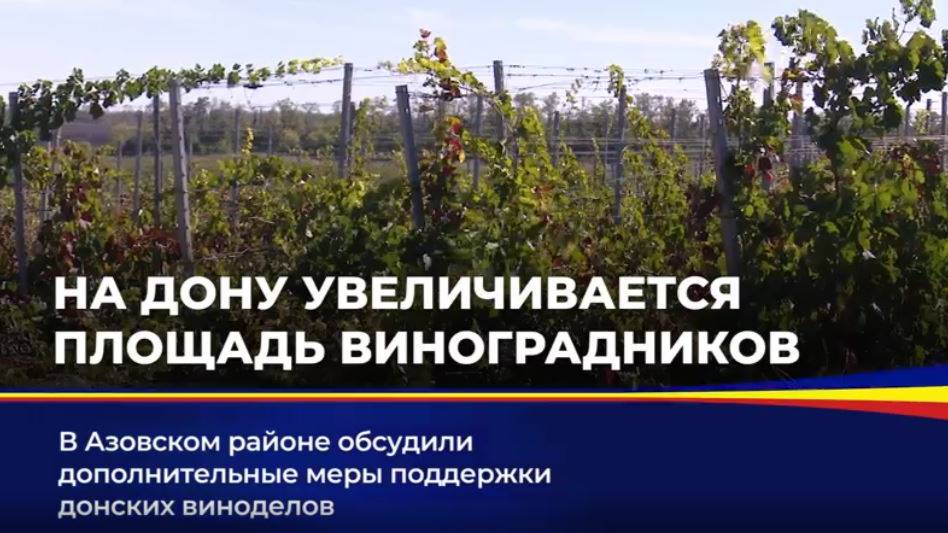 Донское виноградарство обладает большим потенциалом для развития