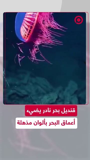 قنديل بحر نادر يضيء البحر بألوان خيالية