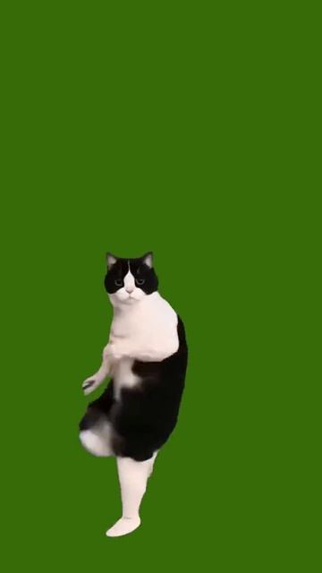 Танцующий кот