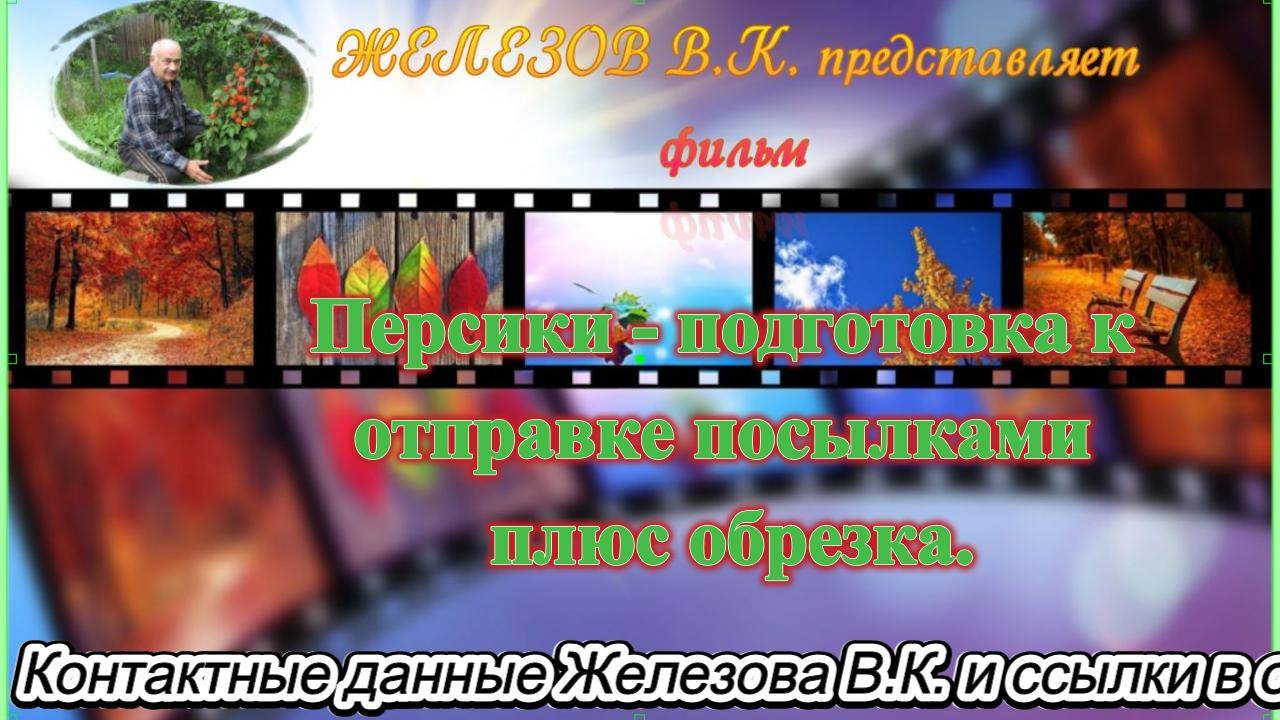 Персики - подготовка к отправке посылками плюс обрезка.