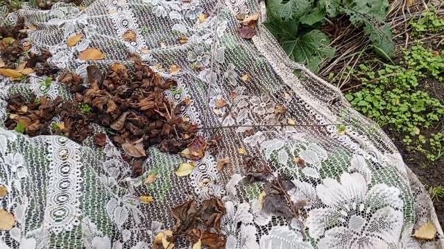 Орехи,фундук