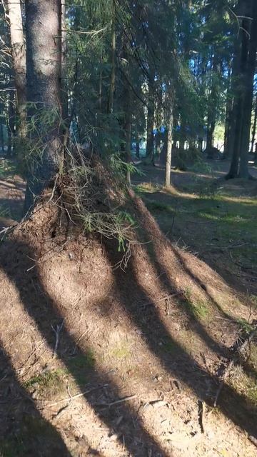 Двухметровые муравейники в Санкт-Петербурге.