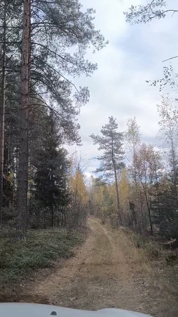 Поиск интересных лесных мест на машине 🛞